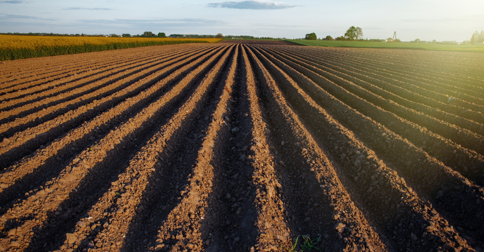 EXIM FARMER INDIAN CHAMBER OF COMMERCE AND INDUSTRY